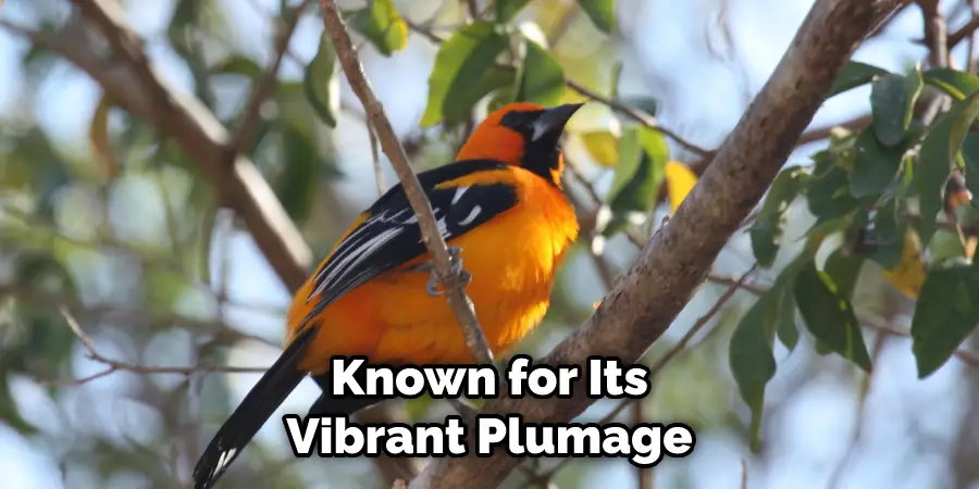 Known for Its Vibrant Plumage