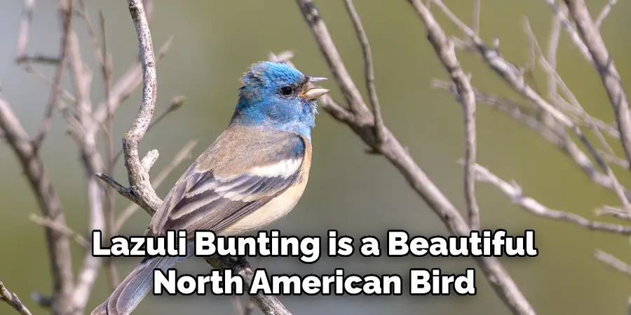 Lazuli Bunting is a Beautiful North American Bird