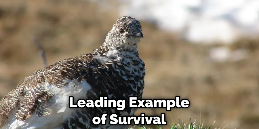 Leading Example of Survival