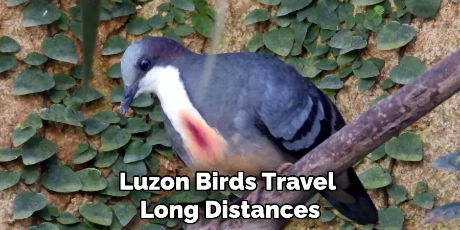 Luzon Birds Travel Long Distances