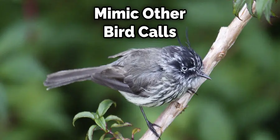 Mimic Other Bird Calls