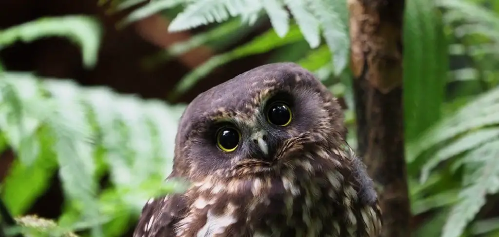 Morepork Spiritual Meaning