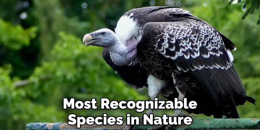 Most Recognizable Species in Nature
