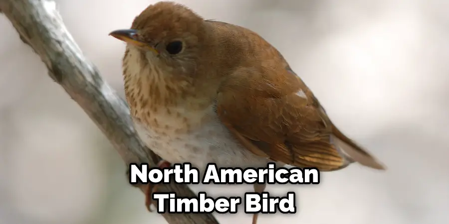 North American
Timber Bird