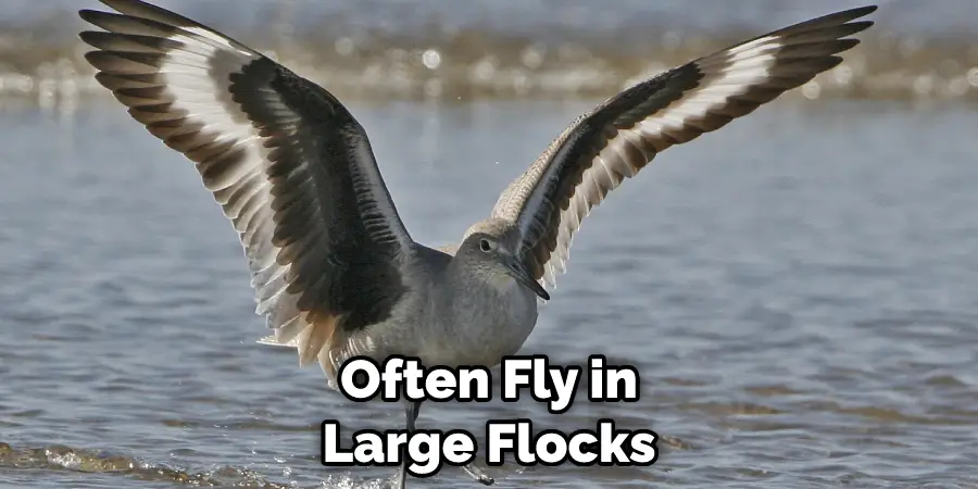 Often Fly in Large Flocks