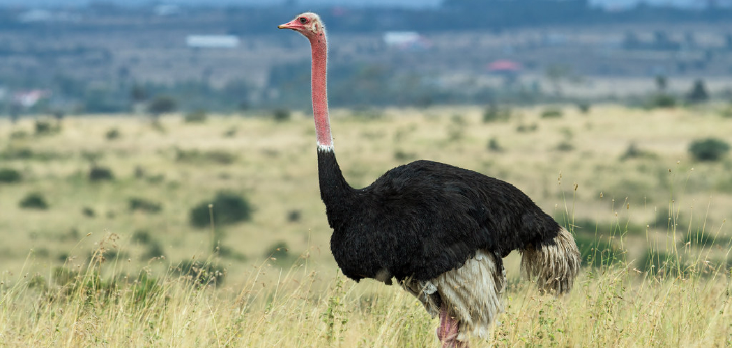 Ostrich Spiritual Meaning, Symbolism and Totem