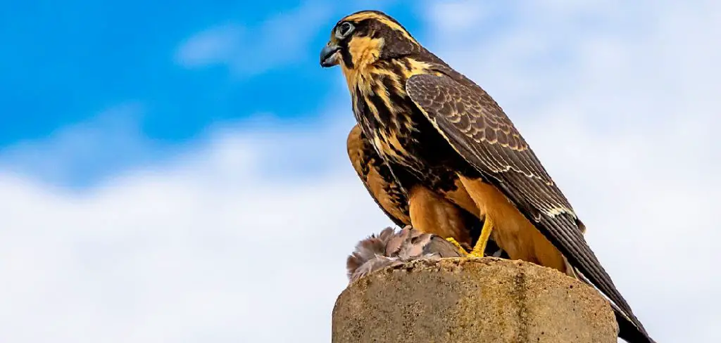 Peregrine Spiritual Meaning, Symbolism and Totem