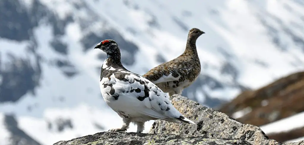 Ptarmigan Spiritual Meaning, Symbolism and Totem