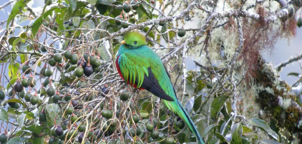 Quetzal Spiritual Meaning