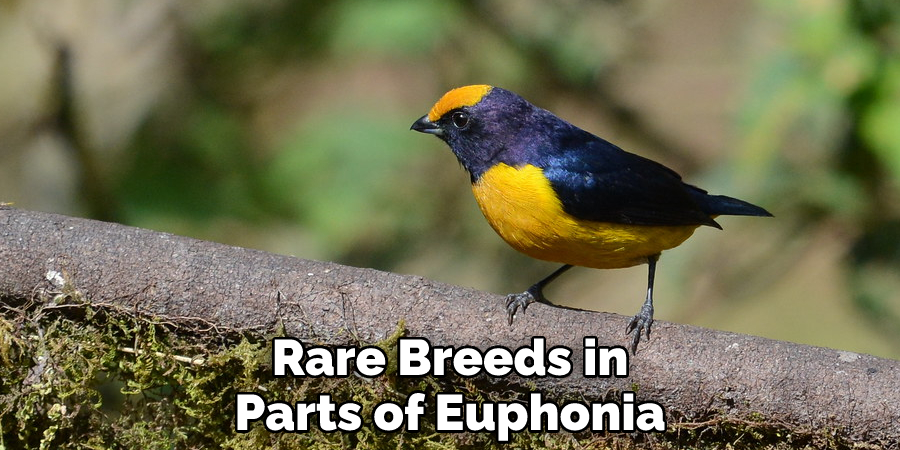 Rare Breeds in Parts of Euphonia