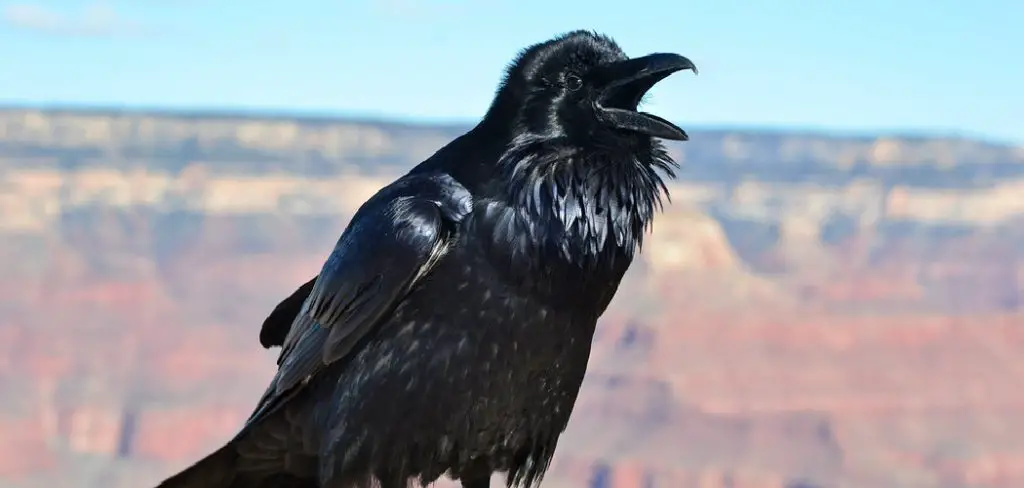 Raven Spiritual Meaning, Symbolism and Totem