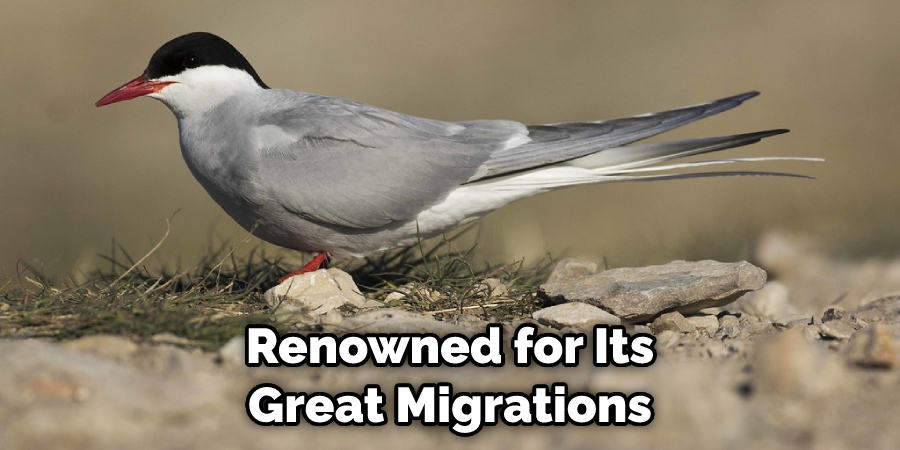 Renowned for Its Great Migrations