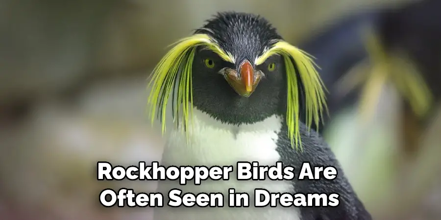 Rockhopper Birds Are Often Seen in Dreams