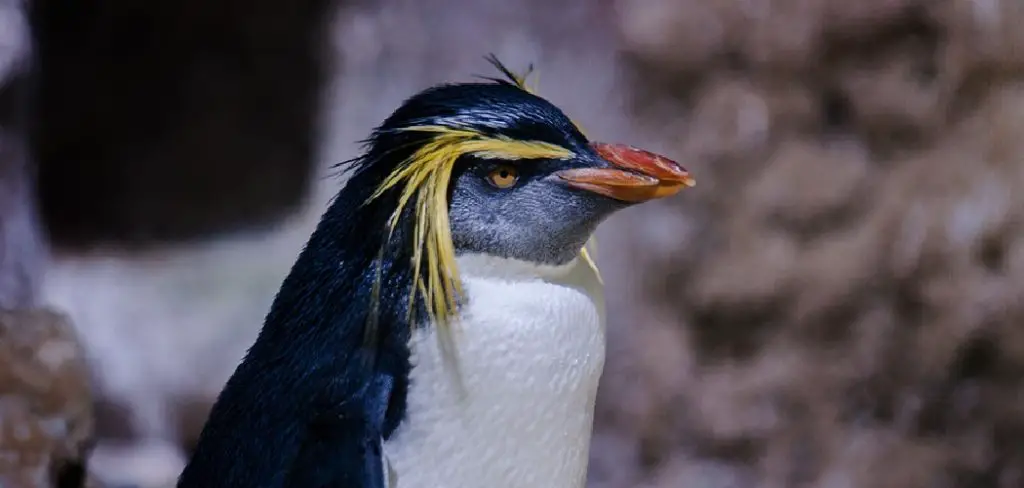 Rockhopper Spiritual Meaning, Symbolism and Totem