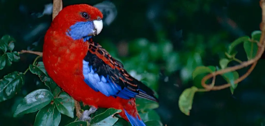 Rosella Spiritual Meaning, Symbolism and Totem