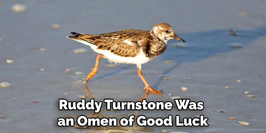 Ruddy Turnstone Was an Omen of Good Luck