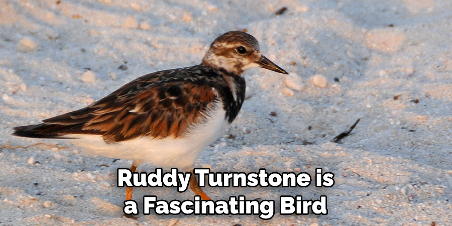 Ruddy Turnstone is a Fascinating Bird