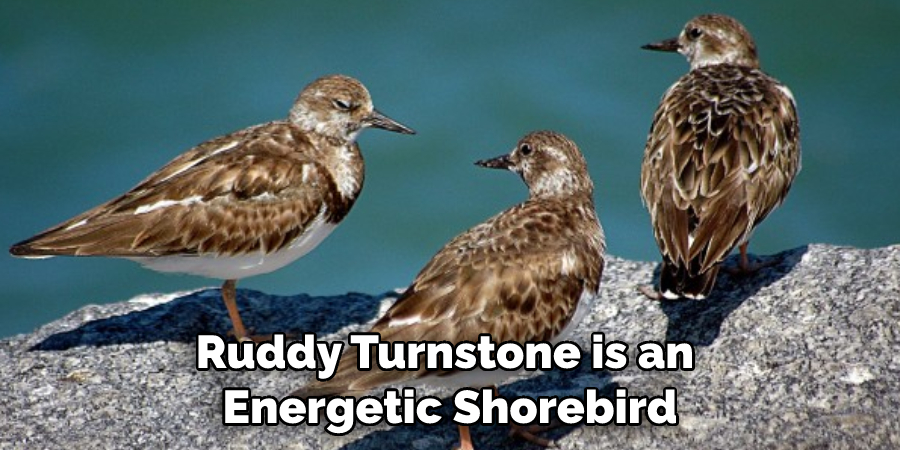 Ruddy Turnstone is an Energetic Shorebird