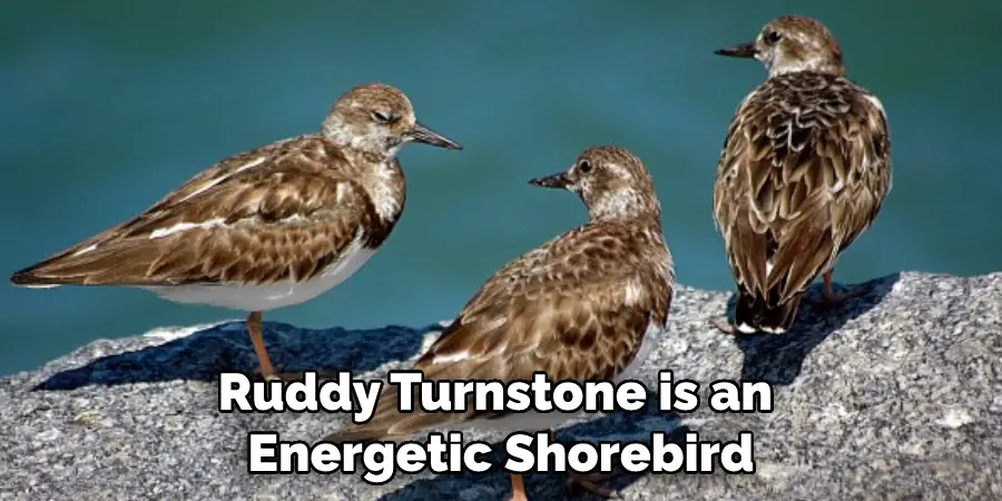 Ruddy Turnstone is an Energetic Shorebird