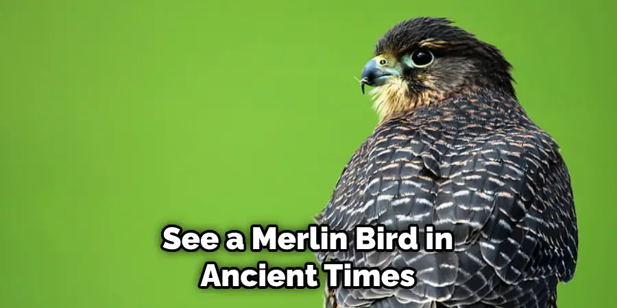 See a Merlin Bird in Ancient Times
