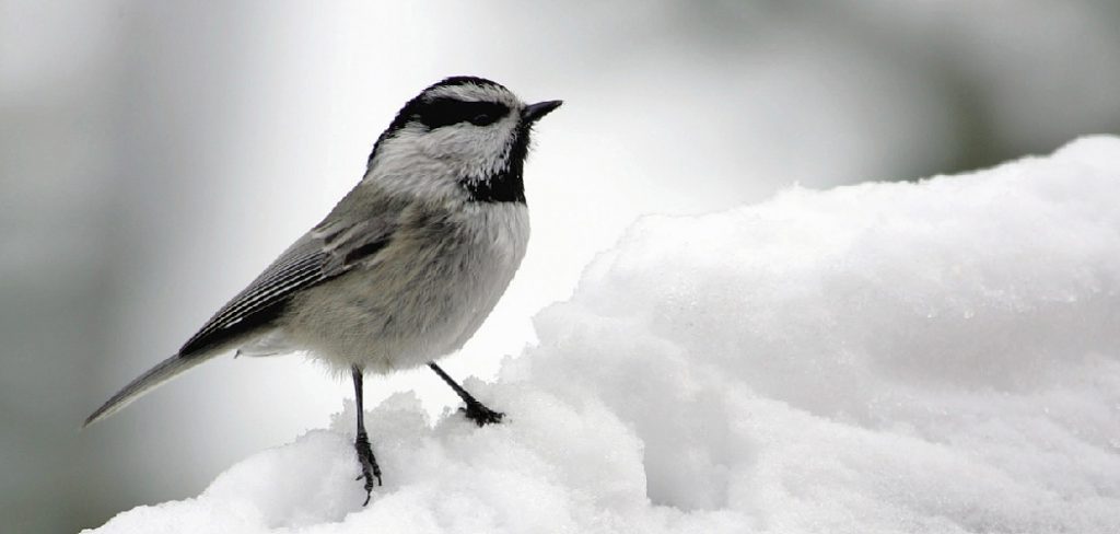 Snow Spiritual Meaning, Symbolism and Totem