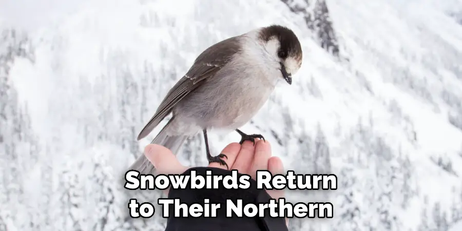 Snowbirds Return to Their Northern