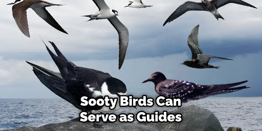 Sooty Birds Can Serve as Guides