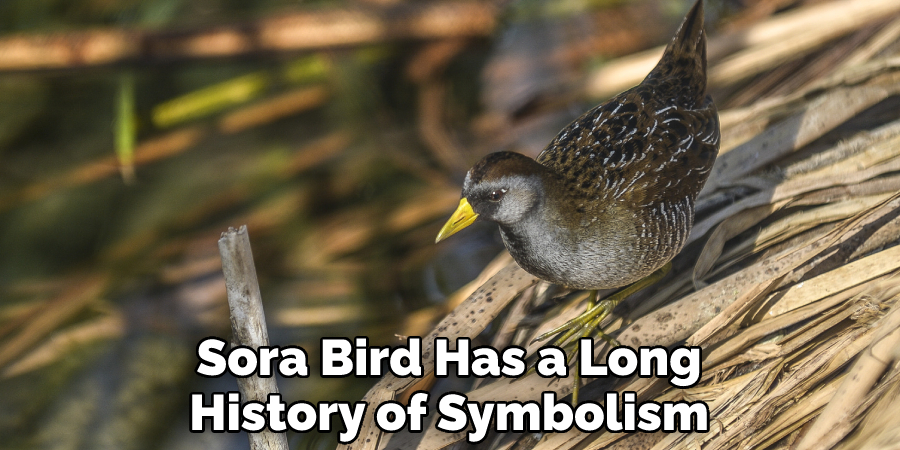 Sora Bird Has a Long History of Symbolism