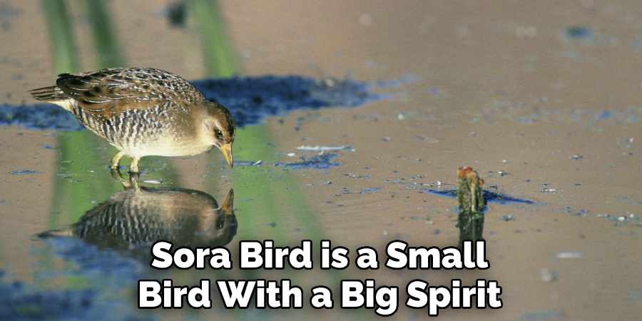 Sora Bird is a Small Bird With a Big Spirit