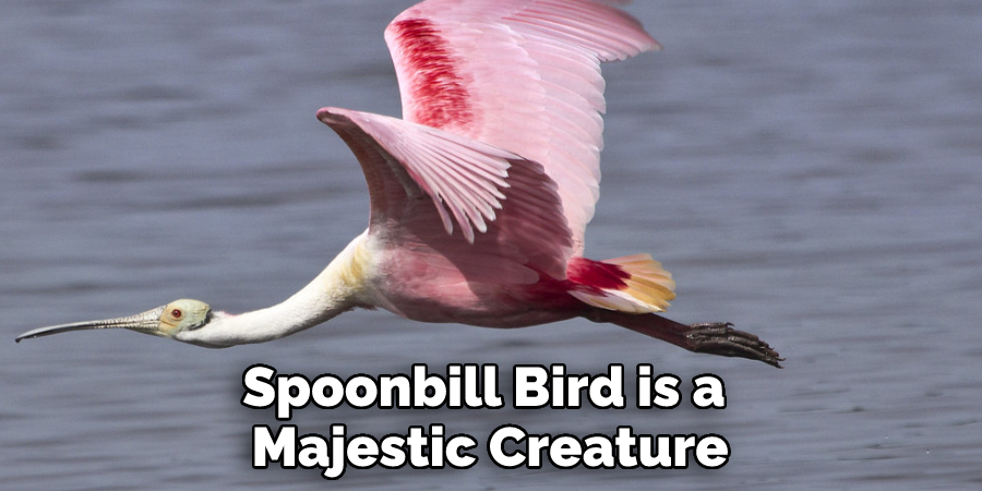 Spoonbill Bird is a Majestic Creature