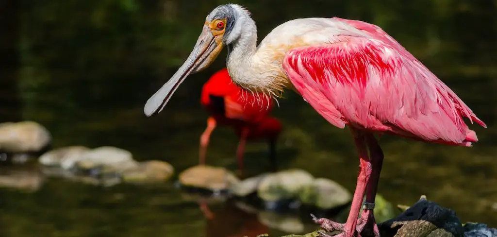 Spoonbill Spiritual Meaning, Symbolism and Totem