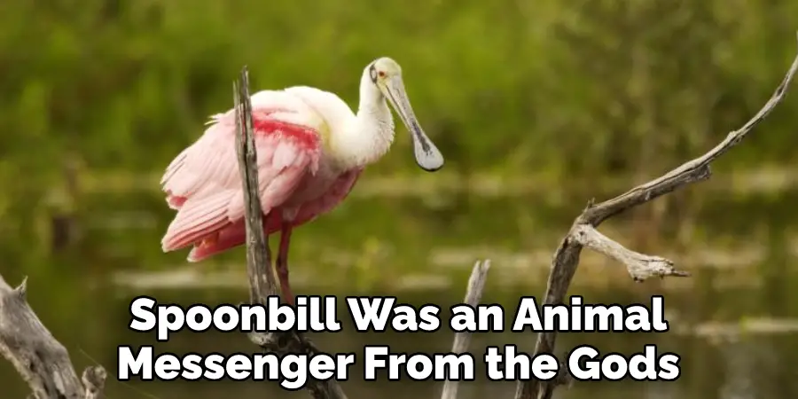 Spoonbill Was an Animal Messenger From the Gods