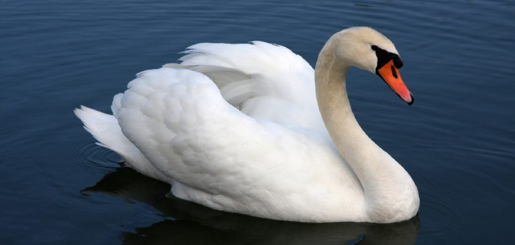 Swan Spiritual Meaning, Symbolism and Totem 