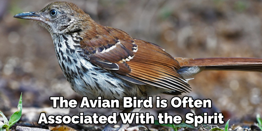 The Avian Bird is Often Associated With the Spirit
