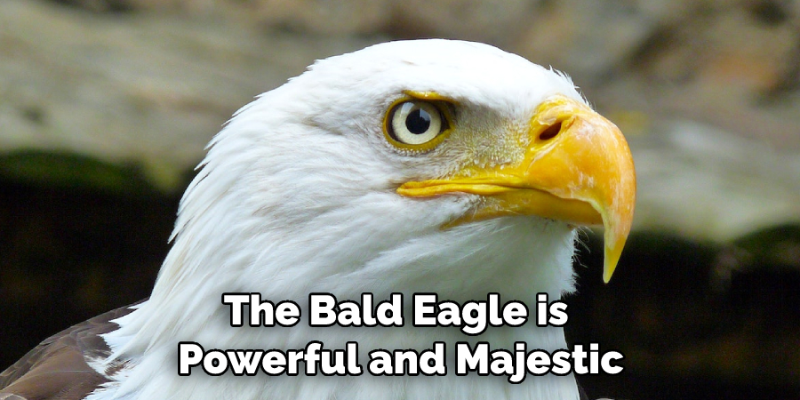 The Bald Eagle is Powerful and Majestic