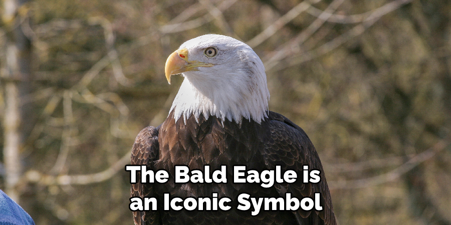 The Bald Eagle is an Iconic Symbol