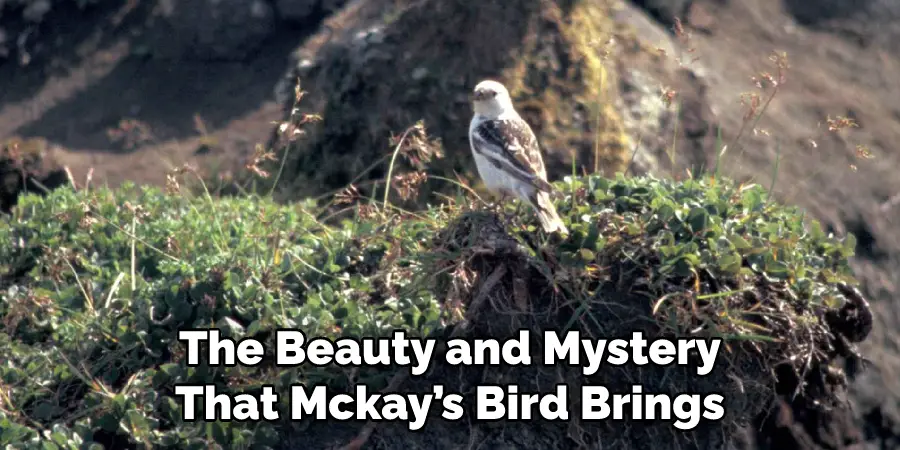 The Beauty and Mystery That Mckay’s Bird Brings