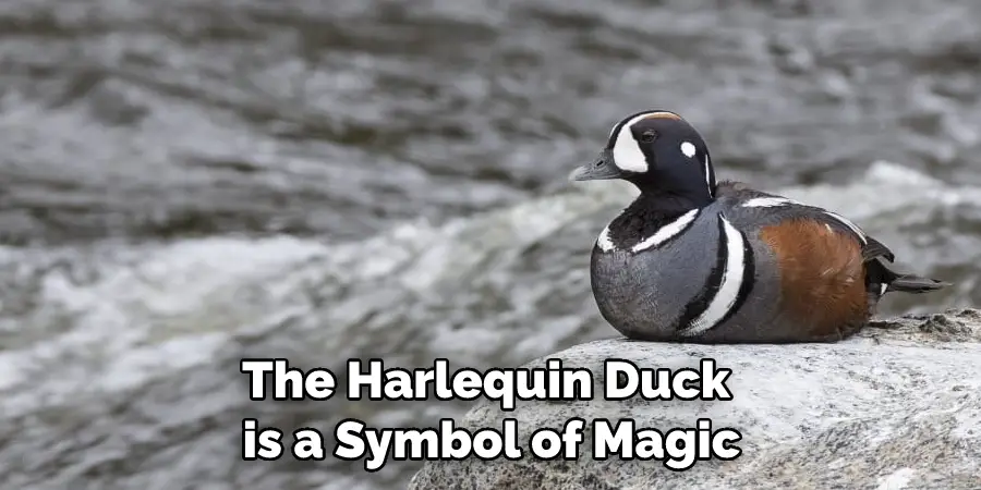 The Harlequin Duck is a Symbol of Magic