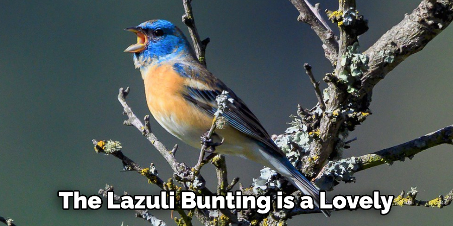 The Lazuli Bunting is a Lovely