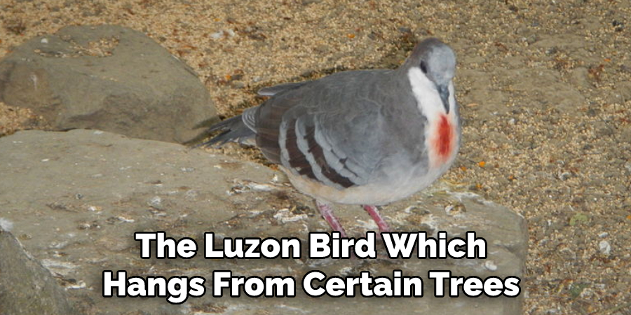 The Luzon Bird Which  Hangs From Certain Trees 