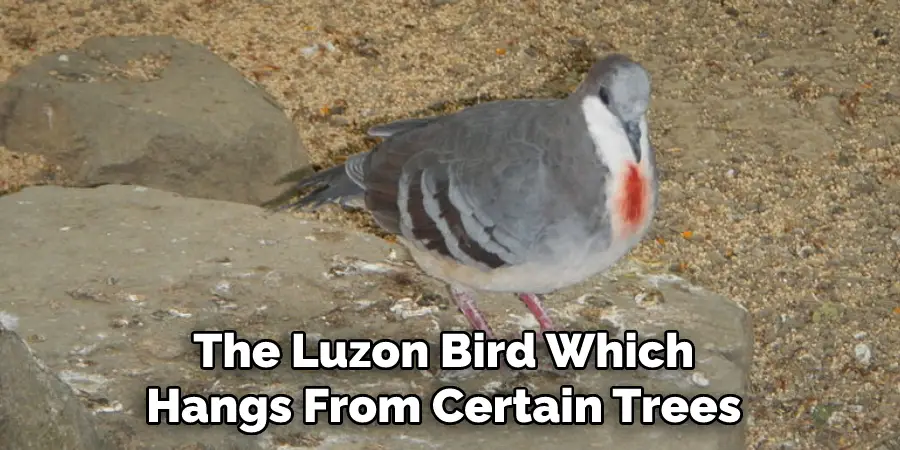 The Luzon Bird Which  Hangs From Certain Trees 