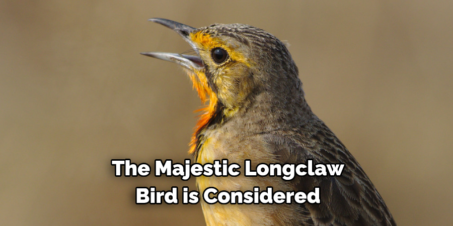 The Majestic Longclaw Bird is Considered