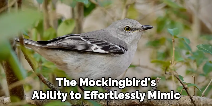 The Mockingbird's Ability to Effortlessly Mimic