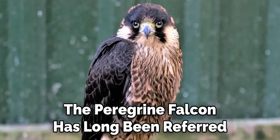 The Peregrine Falcon Has Long Been Referred