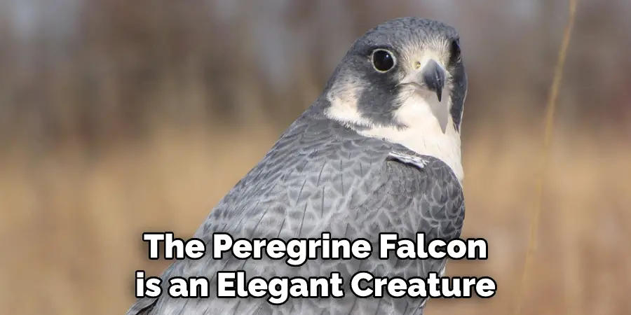 The Peregrine Falcon is an Elegant Creature