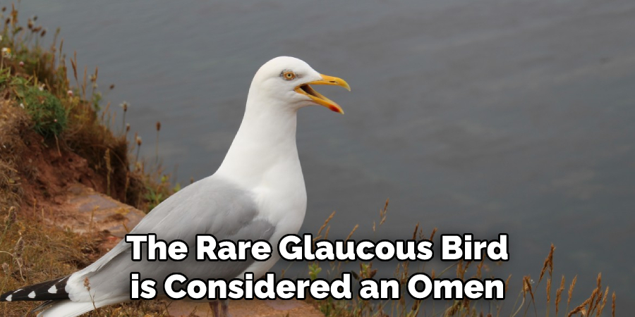 The Rare Glaucous Bird is Considered an Omen
