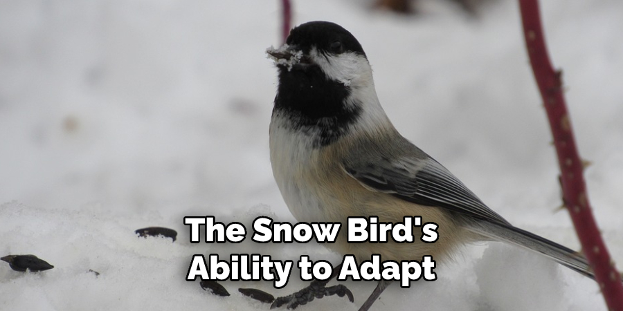 The Snow Bird's Ability to Adapt