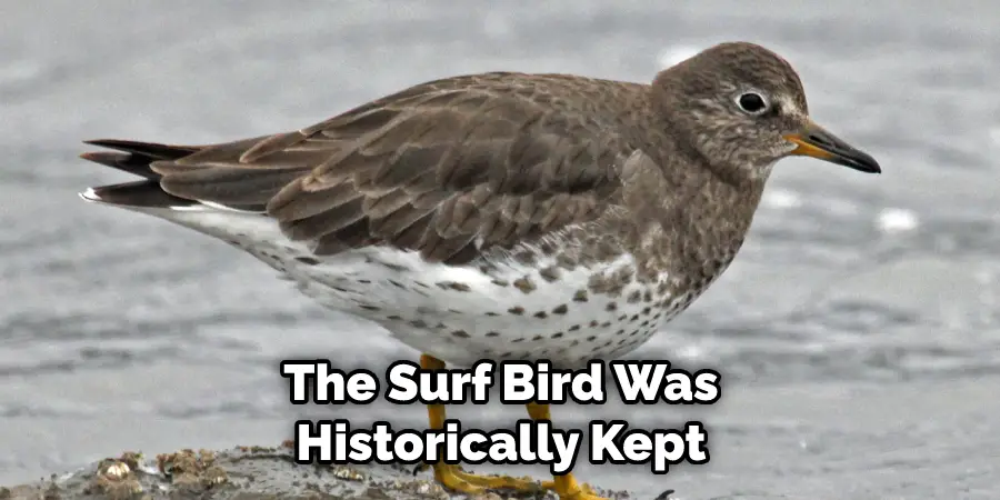The Surf Bird Was Historically Kept