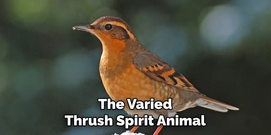 The Varied Thrush Spirit Animal
