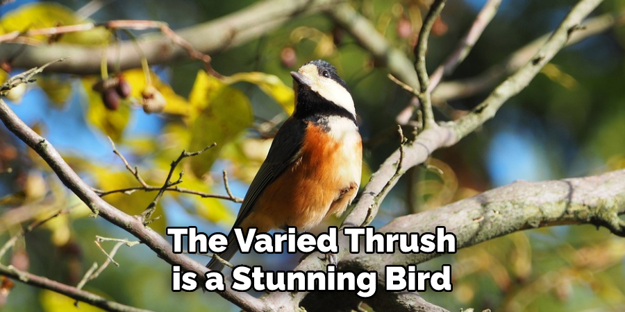 The Varied Thrush is a Stunning Bird